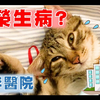 【豆漿 - SoybeanMilk】俊榮怎麼了？安靜成這樣