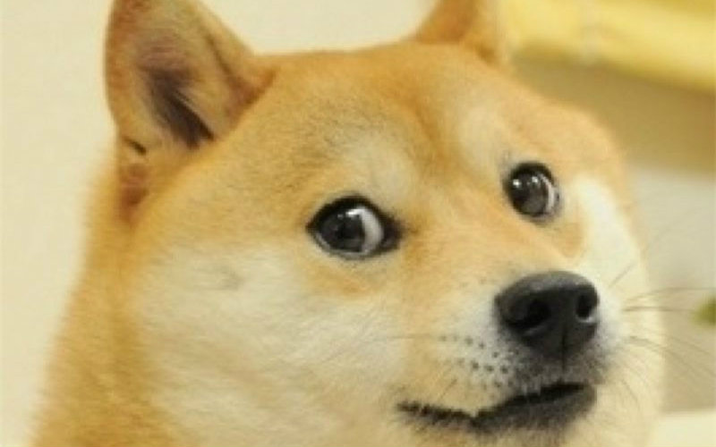 铲屎官们,你们对力量一无所知!视频在线观看_ 放肆吧