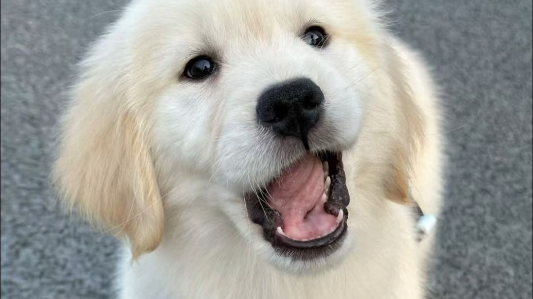 给毛孩子吹成了蒲公英制作教程来了