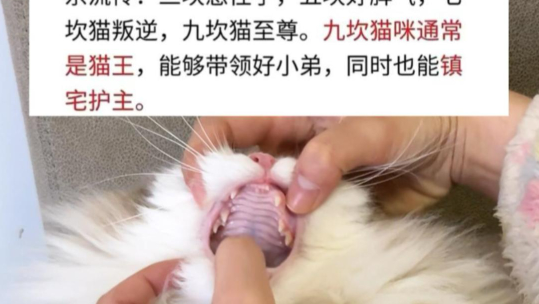 一想到所有小猫都要被掰嘴就想笑，不过真准啊