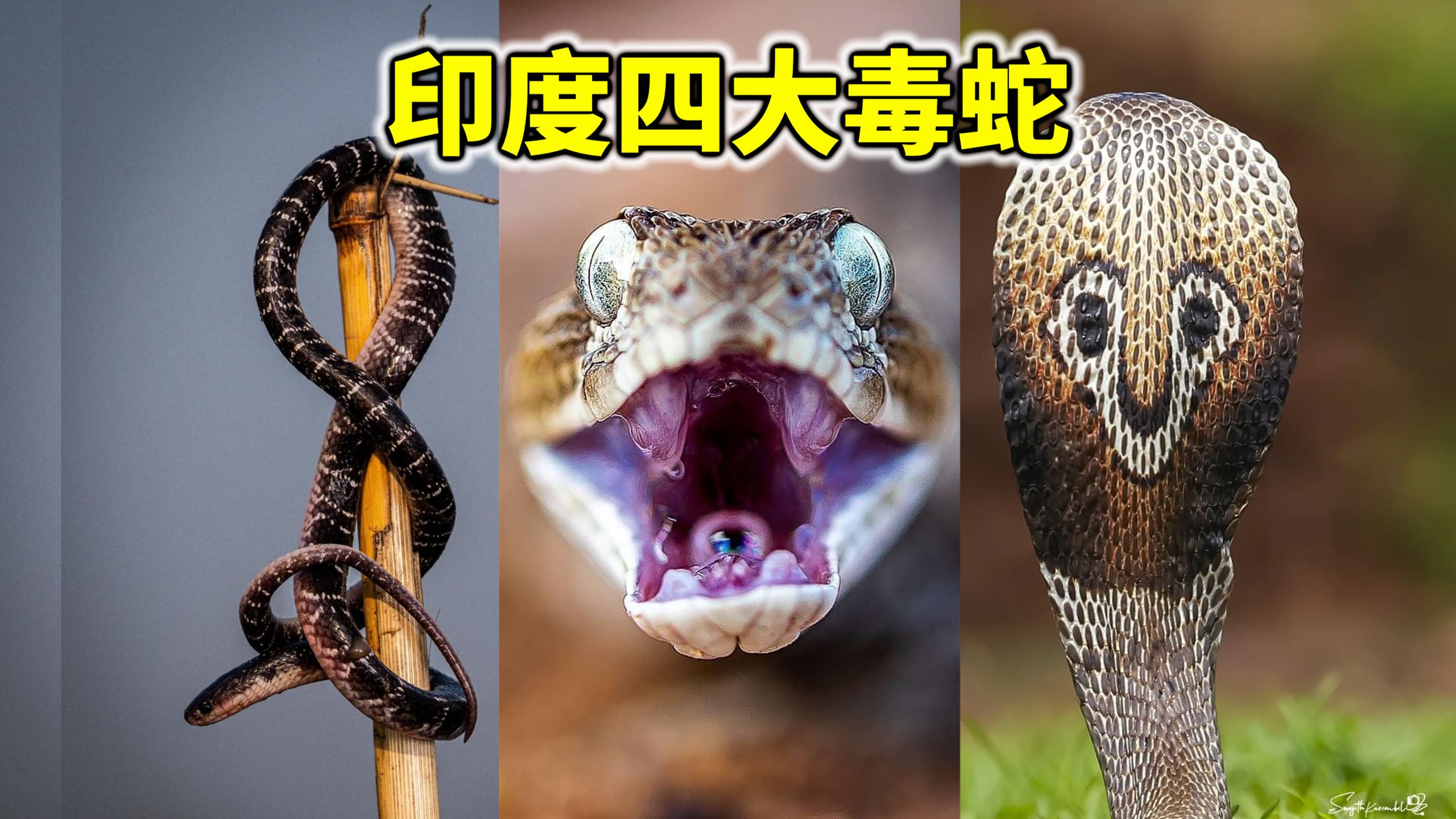 全球毒蛇咬伤最多的国家！印度四大毒蛇到底有多恐怖？