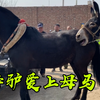 三白种驴爱上了俊俏的母马，公驴配母马就会生骡子，太棒了