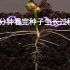 【植物百科】3分钟看完种子25天生长过程