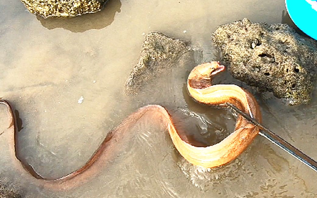1米多长的海鳗在水里游？为了抓它桶都打翻了，大螃蟹都跑了