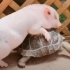 欺负乌龟的坏猪猪