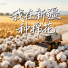 《好奇新疆》系列第二十六集《我在新疆种棉花