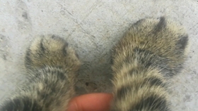 7f0534048f387226c5140d9686c045fc116c4ab2.jpg@280w_158h_1c_100q.jpg