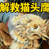 昨天下午发现了这只猫头鹰，更准觉点应该叫雕鸮，国家二级保护野生动物。还是我家狗子小木先发现的，这也算是它的运气。希望我们人类也要保护自然生态，不要太贪婪