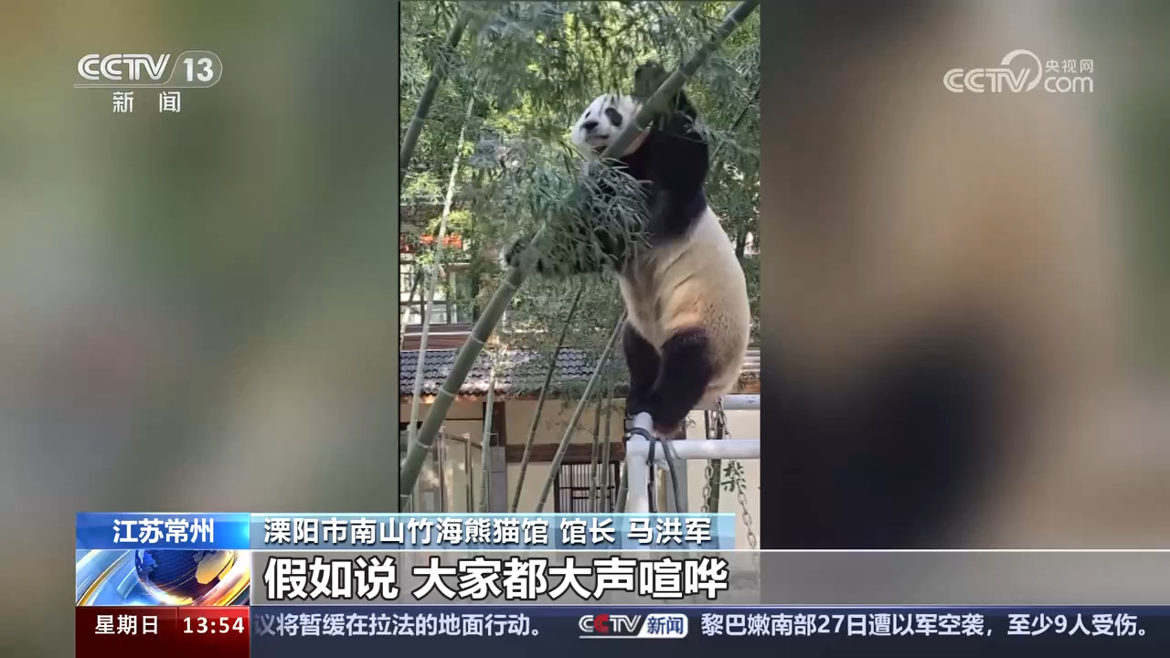 【星安华丽】江苏常州 大熊猫自己挖笋吃笋 圈粉无数