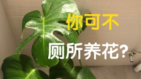 7f43b55eb5d08af02edc67f1f948edbdac83808f.jpg@280w_158h_1c_100q.jpg