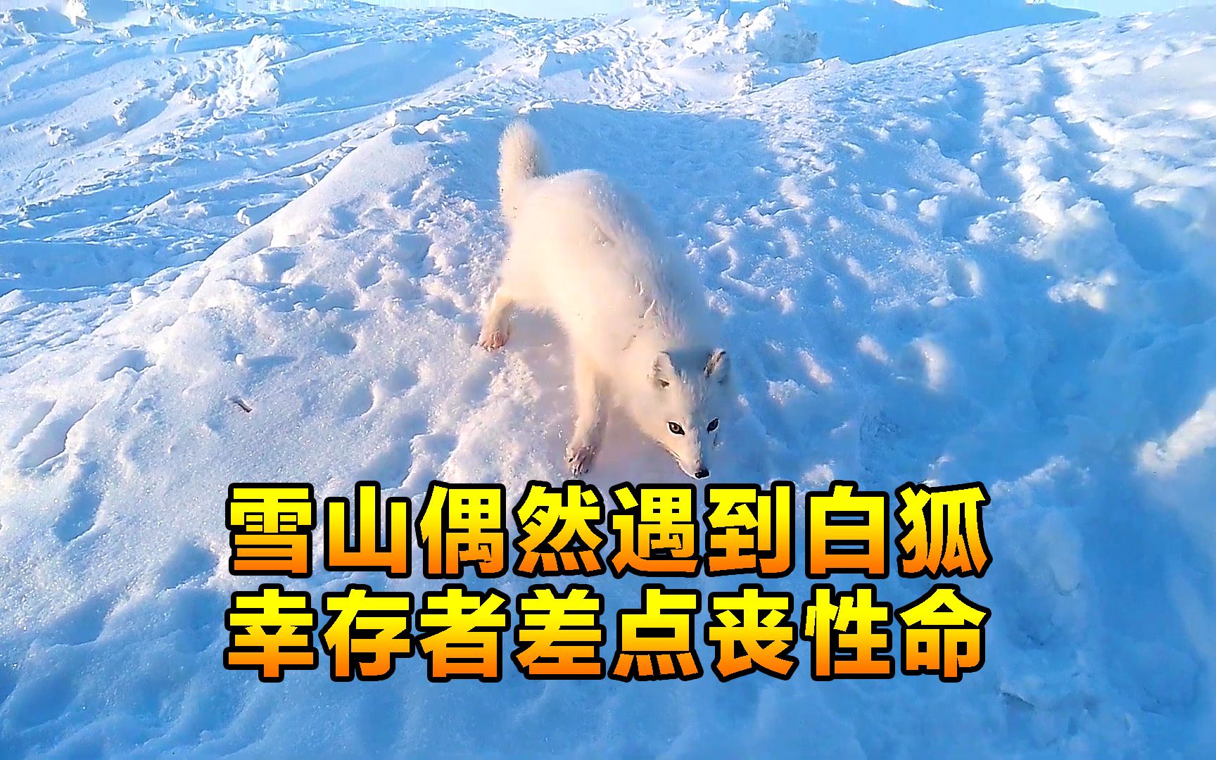 男子雪山上意外遇到白狐，而男子因为自己的机智，算是白捡了一命