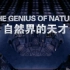 【央视/1080P】自然界的天才【3集全】