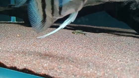 鼠鱼可以养多少条 7f784b7986665ae3bb0803cee9baa245ca0aa23b.jpg@280w_158h_1c_100q.jpg