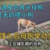 路遇皮包骨头母狗，竟还给小狗喂奶！喂6个馒头后，母狗举动感人
