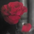【敏若】【贾高四生四世】红白玫瑰