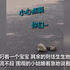 刺猬妈妈带宝宝过马路 小女娃焦急围观 奶声奶气叮嘱：小心点儿
