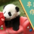 大熊猫也需要益智玩具吗？