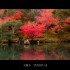 [4K美景] 美しい日本庭園 京都の秋和春