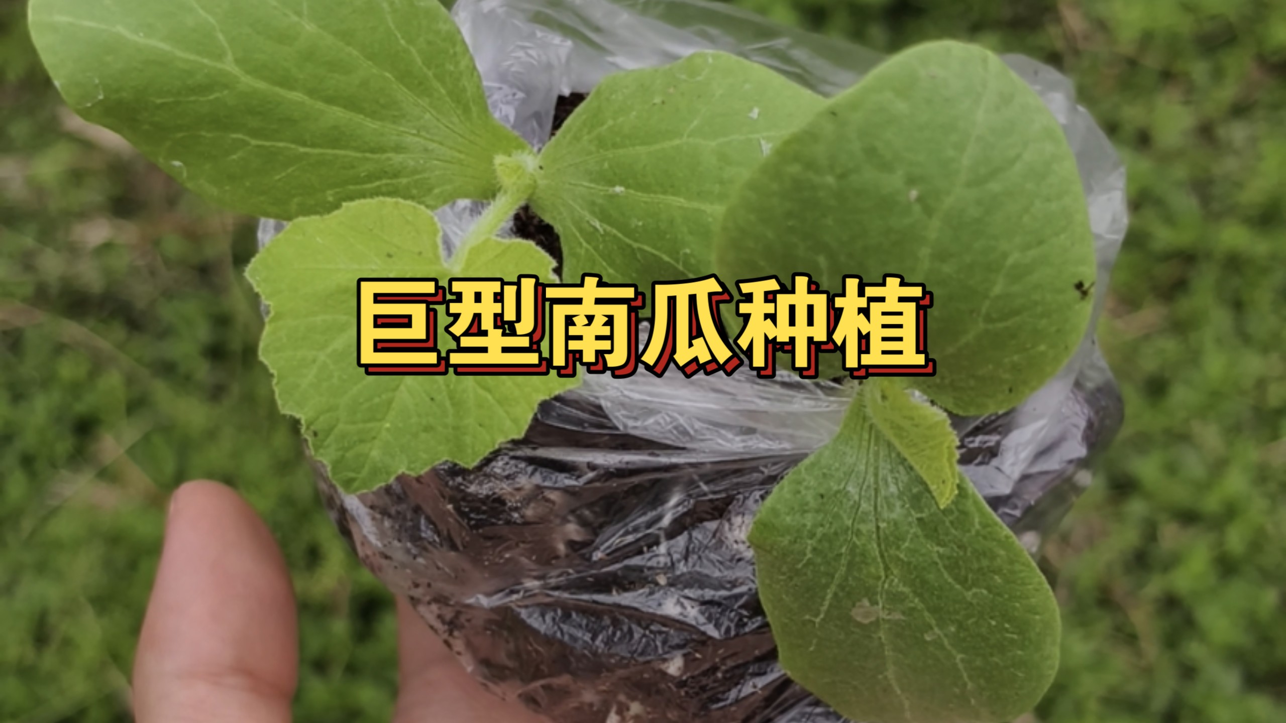 农学生把育的巨型南瓜苗拿回家种了，猜猜粗放式管理的巨型南瓜能长多大