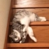 猫咪清新脱俗的下楼梯方式