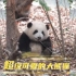 大熊猫爱了吗