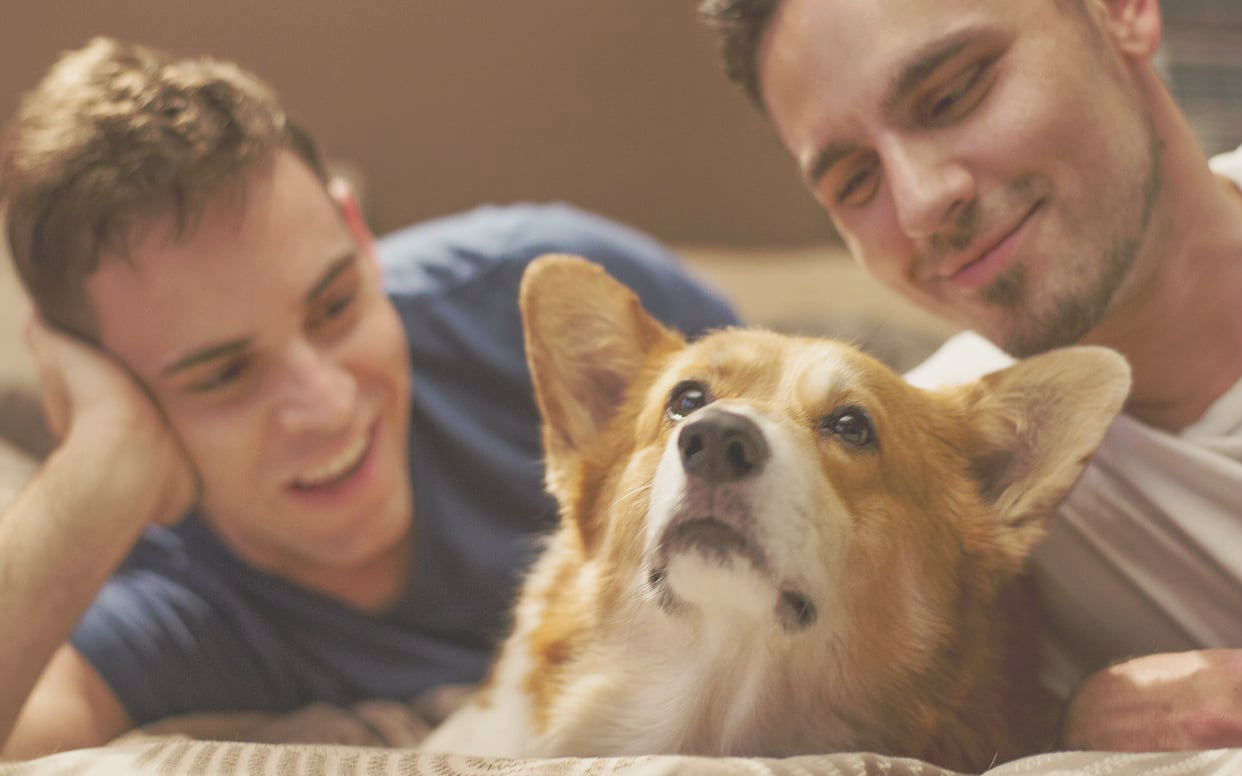 狗奴情侣的日常 [开眼Eyepetizer-160403期]下载(AV4274445)-哔哩哔哩唧唧-bilibili视频|弹幕在线下载