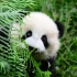 【大熊猫梅兰肉肉奇果园满和风星光】熊猫谷强行合班视频合集