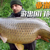 “亚洲鲤鱼”入侵美国，美国人民绞尽脑汁，却连数量都难以控制