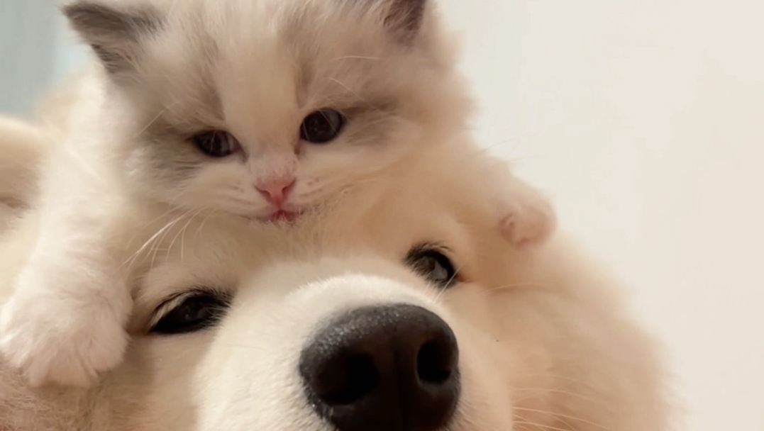 头上的小猫帽长大了