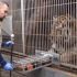 【动物园行为训练】老虎配合饲养员进行体检以及抽血
