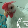 2只母鸡啊