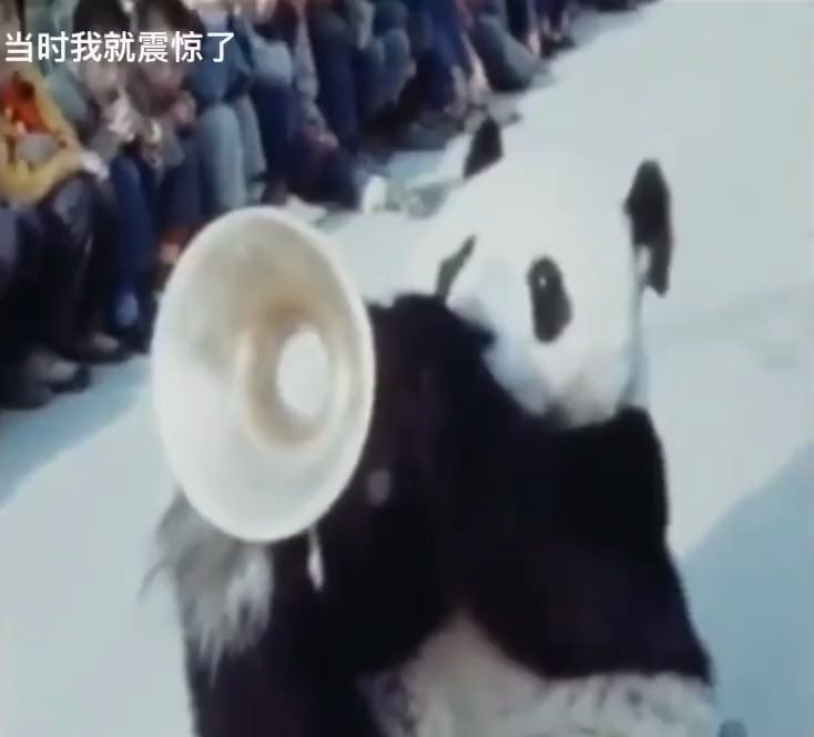 珍贵视频！70年代的大熊猫街头杂耍