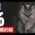 [TOP10]世界上十大最美丽的猫 - 10大喵星人系列