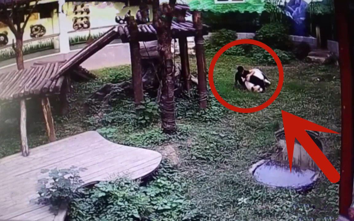 男子偷偷翻进熊猫园，忍不住摸了下熊猫，于是熊猫死活不让他走