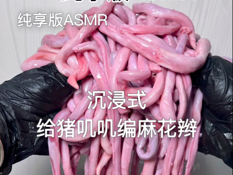 纯享版ASMR之沉浸式给猪叽叽编麻花辫