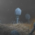 「更新双语字幕」T4-烈性噬箘体攻击大肠杆菌 分子级渲染动画 T4 phage attacking E.coli