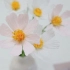 绉纸花（皱纹纸花） 大波斯菊