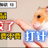 [仓鼠小知识13]被仓鼠咬了后要不要打针