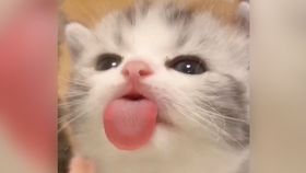 80f592c61a786d6351eb43397b3dfa1bb4c7b81f.jpg@280w_158h_1c_100q.jpg