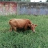 大黄牛吃草了