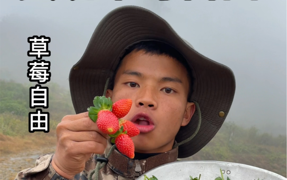 实现草莓自由