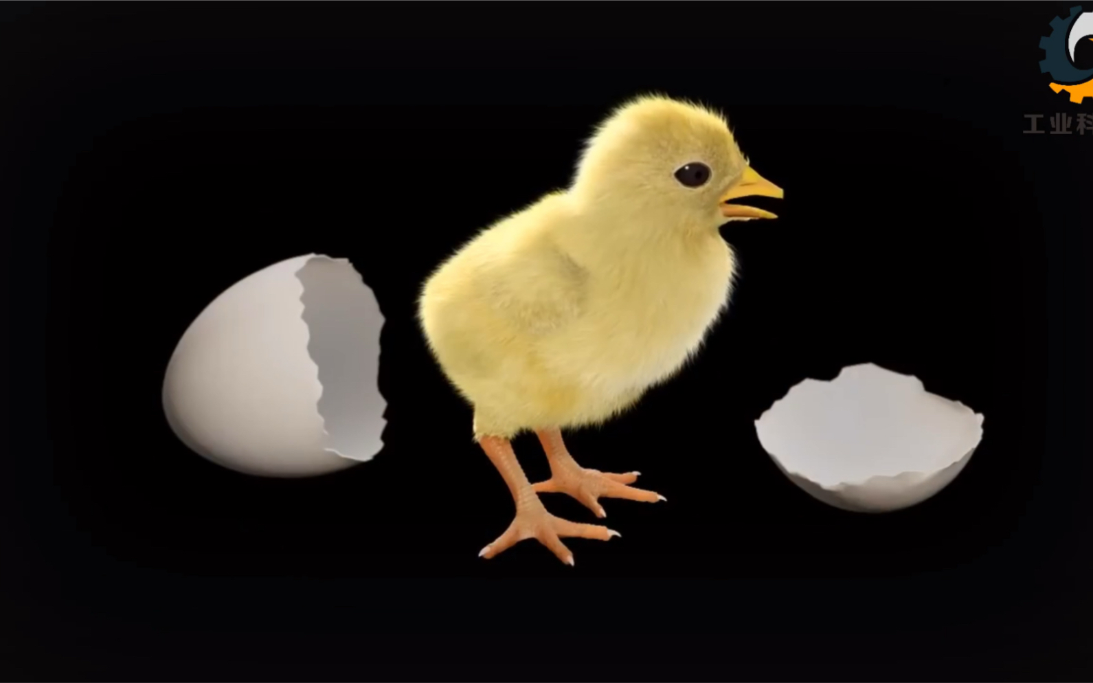 从鸡蛋到小鸡孵化出来21天胚胎发育的过程，神奇的生命就这样开启！