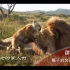 用动物世界打开狮子王！跟着赵忠祥老师，带你看看不一样的狮子王！