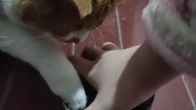 猫和人谁的反应快 8163b267ca6591b71e134d56853d997555c35cf8.jpg@280w_158h_1c_100q.jpg