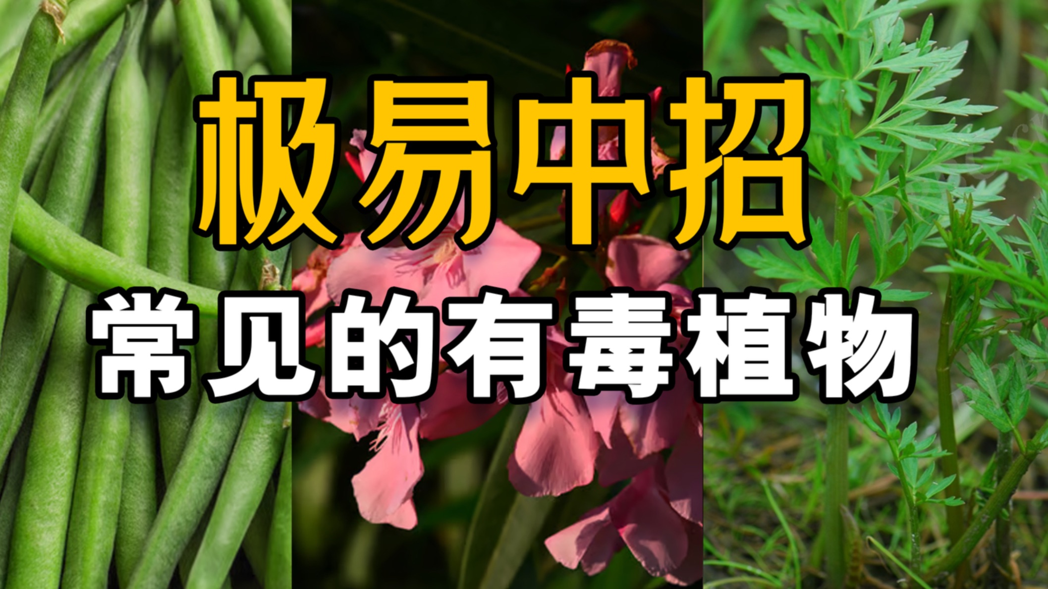 龙女之声