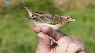 麻雀吃什么最好 81a4309efad9521ad7a7599799bb880139ab903f.jpg@310w_174h_1c_100q.jpg