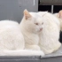 猫遇记：白猫姐妹花