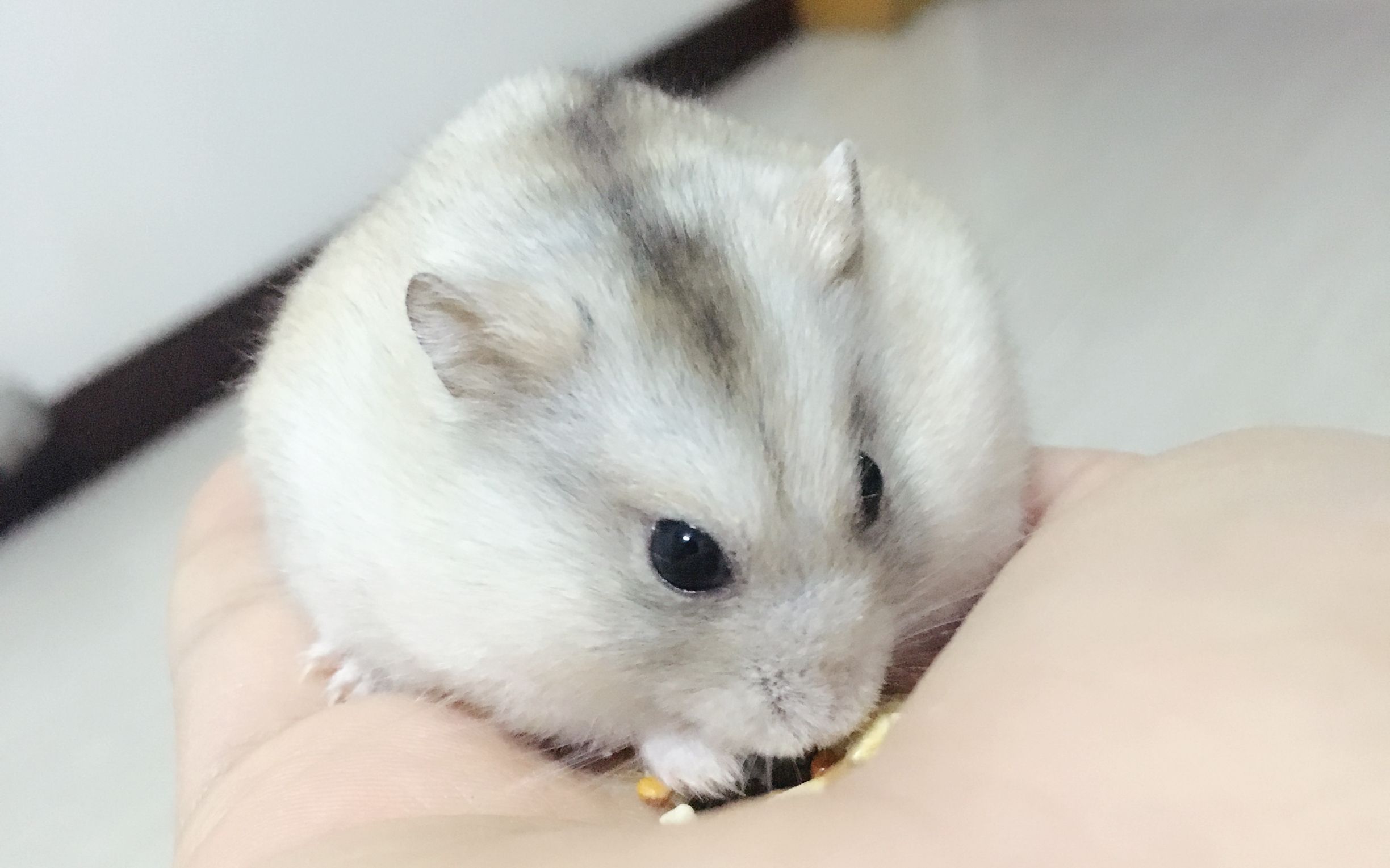 蠢仓鼠吃东西的时候.