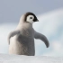 南极野生动物企鹅_【中文无字幕】 (480P)