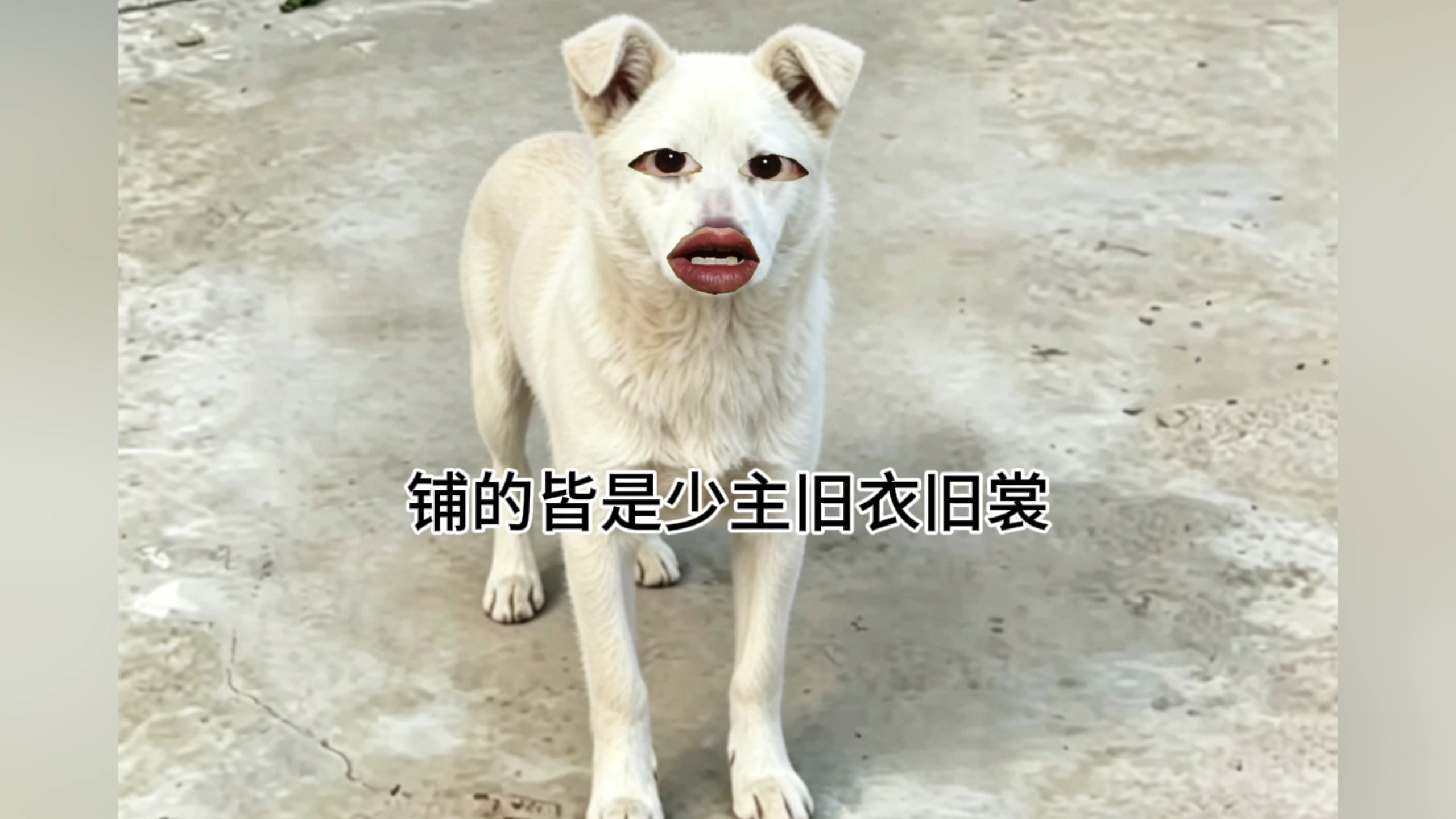 狗狗：家！你变成人啦！